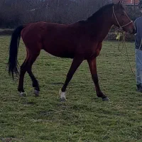 اسب کرد اصیل افشاری