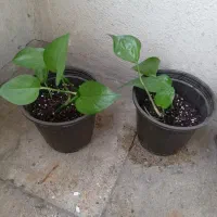 گلدان وگلدون پتوس دونه ای ۵۰ت