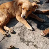 سگ پاکوتاه نر 9 ماهه