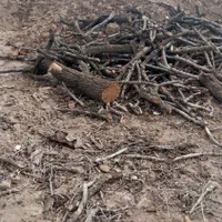 خریدچوب ودرخت همه نوع حرس درخت تسویه نقدی|خدمات باغبانی و درختکاری|نیشابور, چاه بلند|دیوار