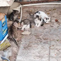 واگذاری بچه گربه