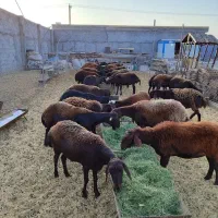 گوسفند سبک وسنگین بره ۶ماه میش1و2ساله فروشنده منصف|حیوانات مزرعه|مشهد, خین عرب|دیوار