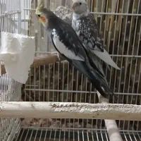 جفت عروس هلندی باجوجه.