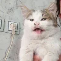 گربه فروشی|گربه|پیر بکران, |دیوار