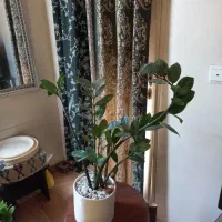 بن سای زاموفیلیا|گل و گیاه طبیعی|تهران, میرداماد|دیوار