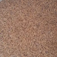 گندم دامی|حیوانات مزرعه|داران, |دیوار