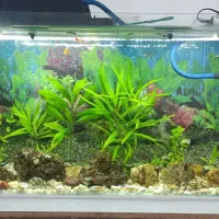 آکواریم شرکتی