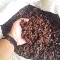 کشمش آفتابی گله|عمده‌فروشی|گنبد کاووس, |دیوار