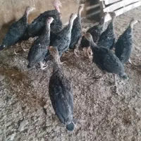 جوجه|حیوانات مزرعه|اردبیل, |دیوار