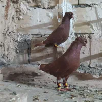 کلاغ ،دم سفید ،کرمونی کاکلی