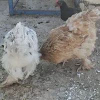 مرغ و خروس برهما|حیوانات مزرعه|قم, شهرک قدس|دیوار