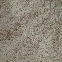 برنج مغان دره رود خوش عطر و بو