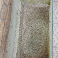 آکواریوم|ماهی|یزد, |دیوار