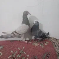 کبوتر گم شده