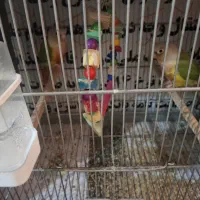 واگذاری پرنده شاه تخم مولد.معاوضه با راهب مولد زرد