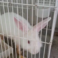 خرگوش چشم قرمز