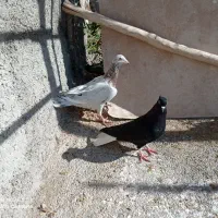 هفرنگ خطی|پرنده|قزوین, |دیوار