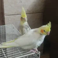 فروش جوجه عروس هلندی