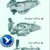 گمشده