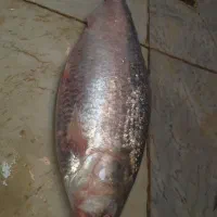 ماهی صبور آبادان