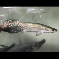 آراپایما ۶۰ سانتی رزگلد