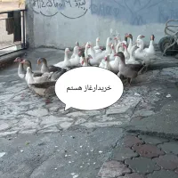 خریدوفروش غاز