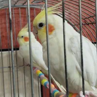 عروس هلندی نر ماده