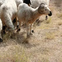 بره|حیوانات مزرعه|ریگان, |دیوار