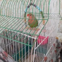 فروش طوطی برزیلی