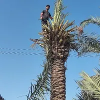 قطنخل بریدن نخل حرس نخل تمیز کردن نخل باقیمت مناسب|خدمات باغبانی و درختکاری|اهواز, پادادشهر|دیوار
