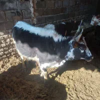 گوساله ماده چاق