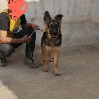 توله ژرمن ۴ ماهه