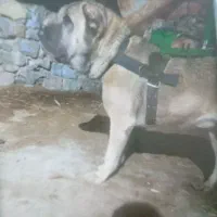 سگ سرابی اصل|سگ|مریوان, |دیوار