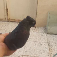 ماده اشعل ۷پری آماده جفت گیری