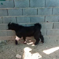 کهره و‌‌ بره
