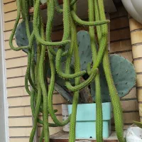 گل های زیبا|گل و گیاه طبیعی|تبریز, |دیوار