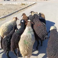 12راس بره شیرمست نروماده جهت نگهداری عالی