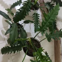 فروش گلهای طبیعی باقیمت خیلی خوب|گل و گیاه طبیعی|ساری, |دیوار