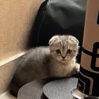 بچه گربه اسکاتیش فولد