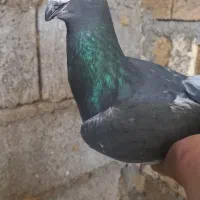پرنده لوتی