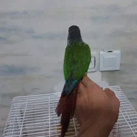 گرینچیک دستی|پرنده|بهشهر, |دیوار