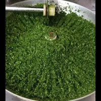 سبزی قورمه