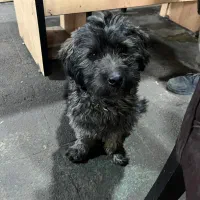 واگذاری سگ|سگ|شهریار, اسدآباد|دیوار