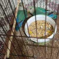 طوطی کتوله|پرنده|دزفول, |دیوار