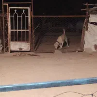 کارگر دامداری متاهل دارای خانواده .قوچان