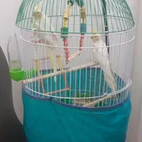 دوعدد عروس هلندی با تمام وسایل