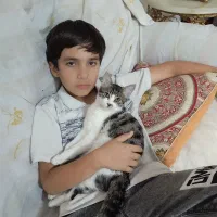 واگذاری گربه خانگی|گربه|سهند, |دیوار
