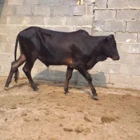 نوبر و گوساله نر|حیوانات مزرعه|عسلویه, |دیوار