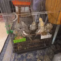 طوطی عروس هلندی|پرنده|چالوس, |دیوار