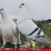 چپ سبز گم کردم ۳نخ سر دست سفید هست ‌یراقمهره قرمز